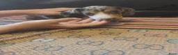 Dachshund dogs for sale: Stunning dachshunds with blue eyes  - Advert 11