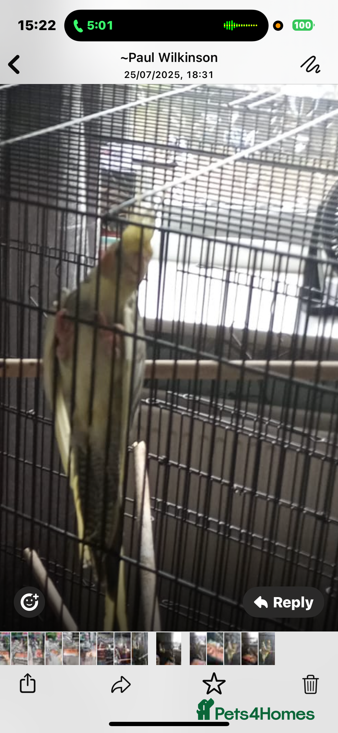 Cockatiels birds for sale: Male and female cockatiels  - Image 4