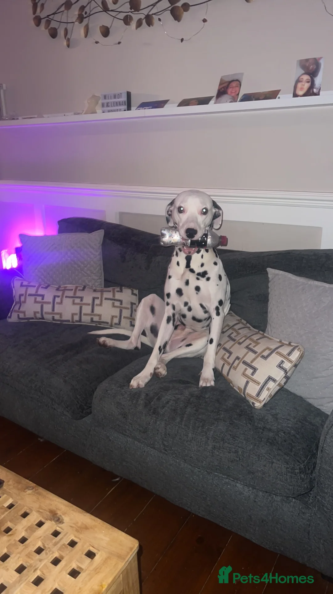 Dalmatian dogs for stud: Beautiful Male Dalmatian  - Advert 5