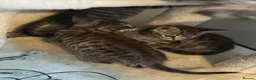 Mixed Breed cats for sale: 🐾 6 Beautiful Bengal × British Longhair Kittens🐾 - Advert 16