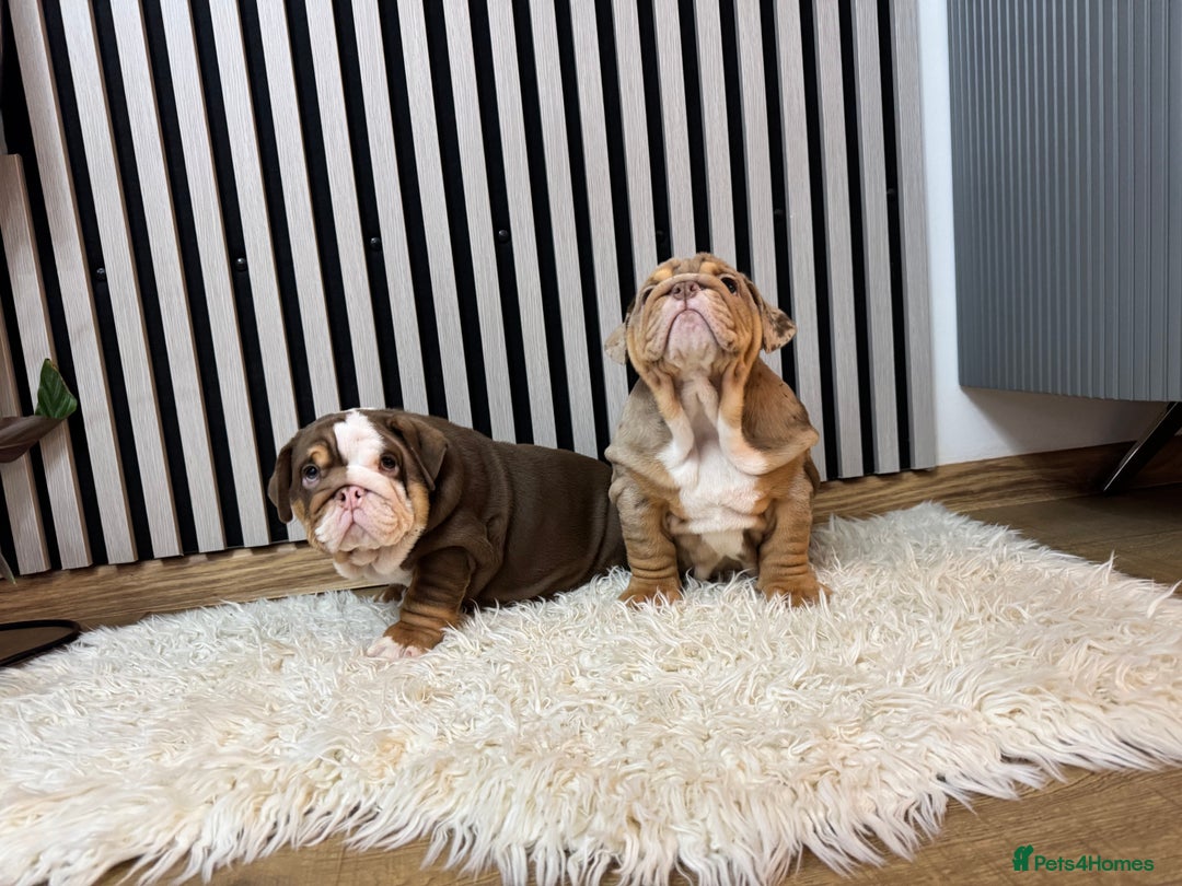 English Bulldog dogs for sale: Our girls looking for a warm sofa and full love ❤️ - Advert 6