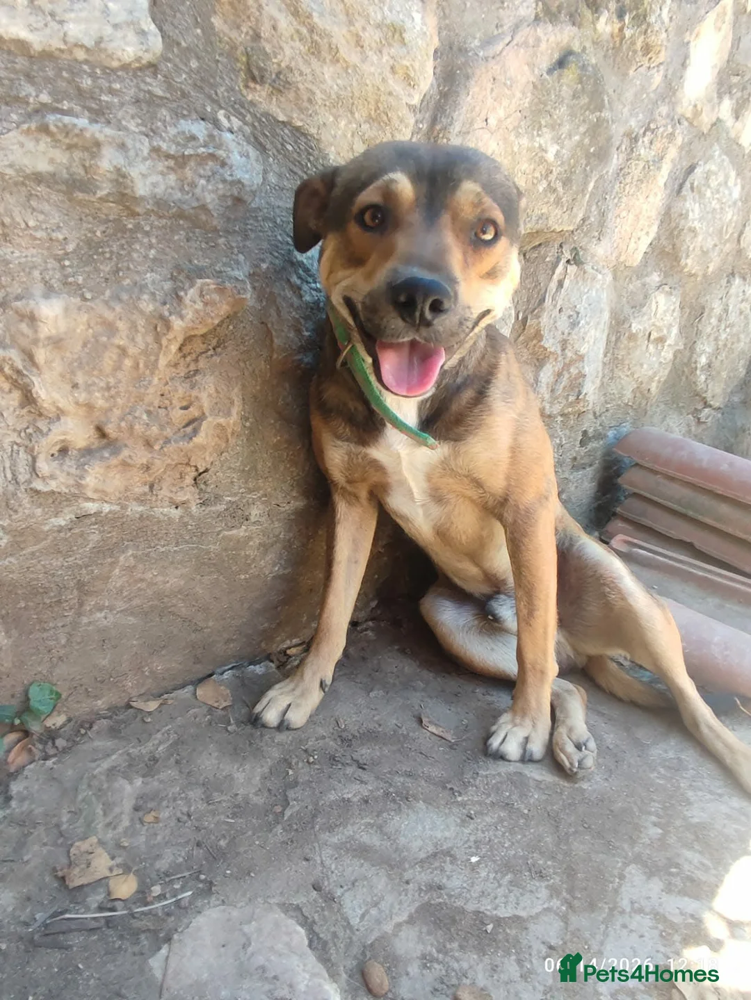 Mixed Breed dogs for adoption: Lucky 1 year small/medium Macedonian Rescue - Advert 1