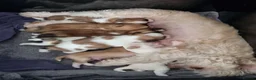 Shih Tzu dogs for sale: Shih tzu puppies for sale - Advert 3
