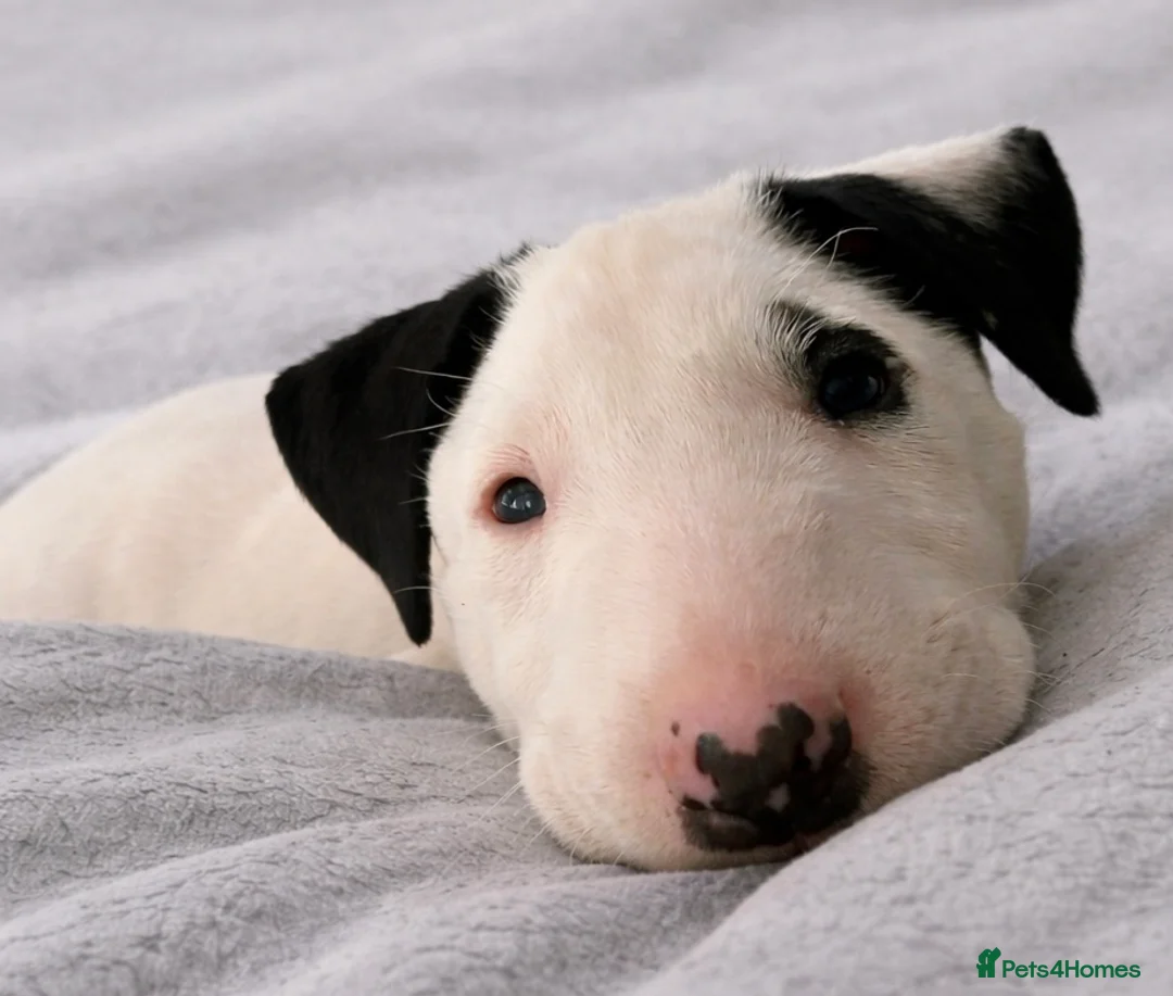 English Bull Terrier dogs for sale: One Boy KC reg English Bull Terrier Pup in Witham - Advert 1