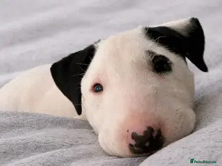 English Bull Terrier dogs One Boy KC reg English Bull Terrier Pup - Advert 1