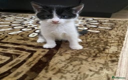 Domestic Shorthair cats for sale: Luna, Snow, Minx & Oreo - 10 Weeks old - Image 5