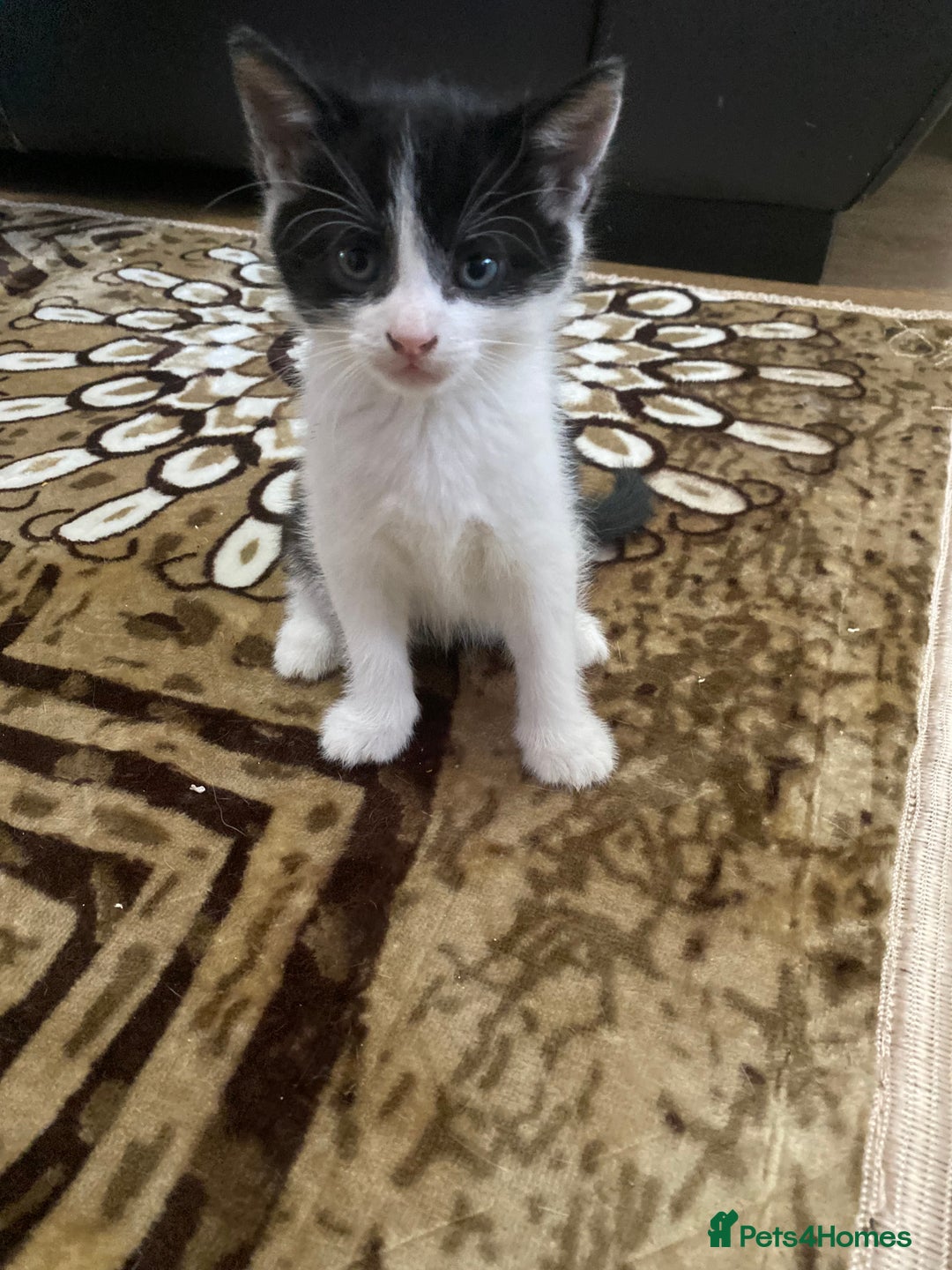 Domestic Shorthair cats for sale: Luna, Snow, Minx & Oreo - 10 Weeks old - Image 5
