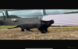 Domestic Shorthair cats for sale: Kiki looking for new home  - Image 2