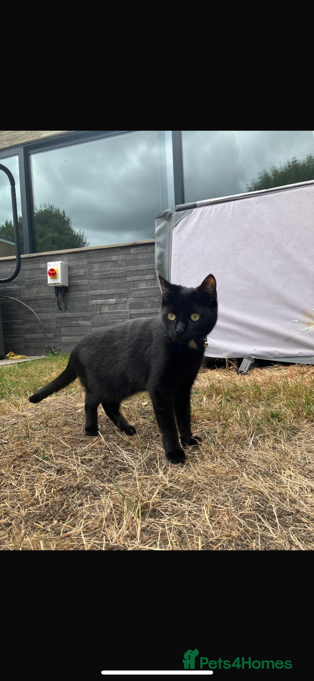 Domestic Shorthair cats for sale: Kiki looking for new home  - Image 2