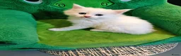Mixed Breed cats for sale: Maine Coon Angora  - Advert 17