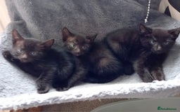 Mixed Breed cats for sale: Cross siamese - Image 2