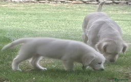Golden Retriever dogs for sale: One lovely female puppy available  - Image 7