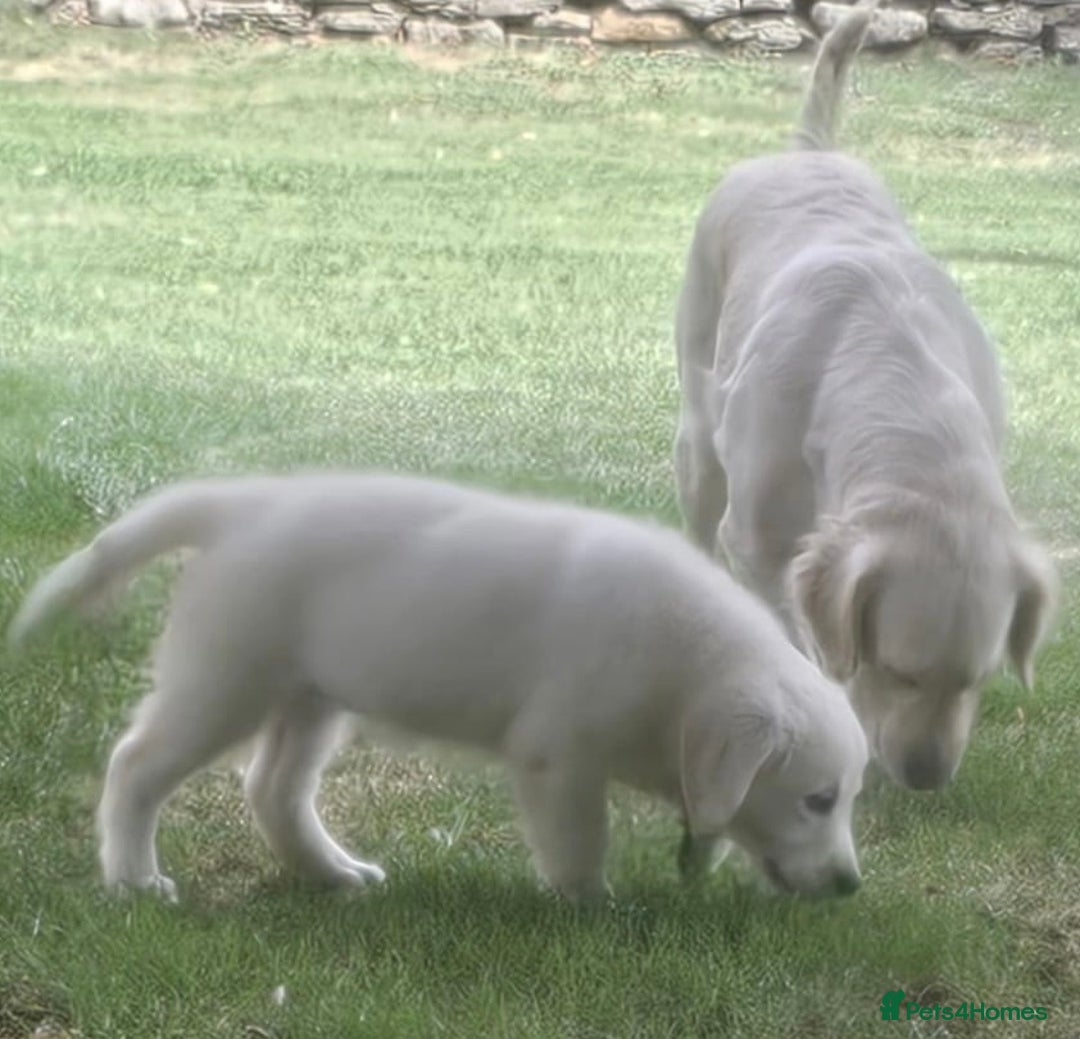 Golden Retriever dogs for sale: One lovely female puppy available  - Image 7