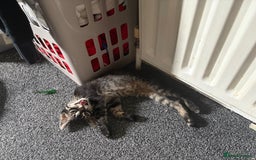Mixed Breed cats for sale: two bonded kittens for sale £250 for both cats  - Image 3