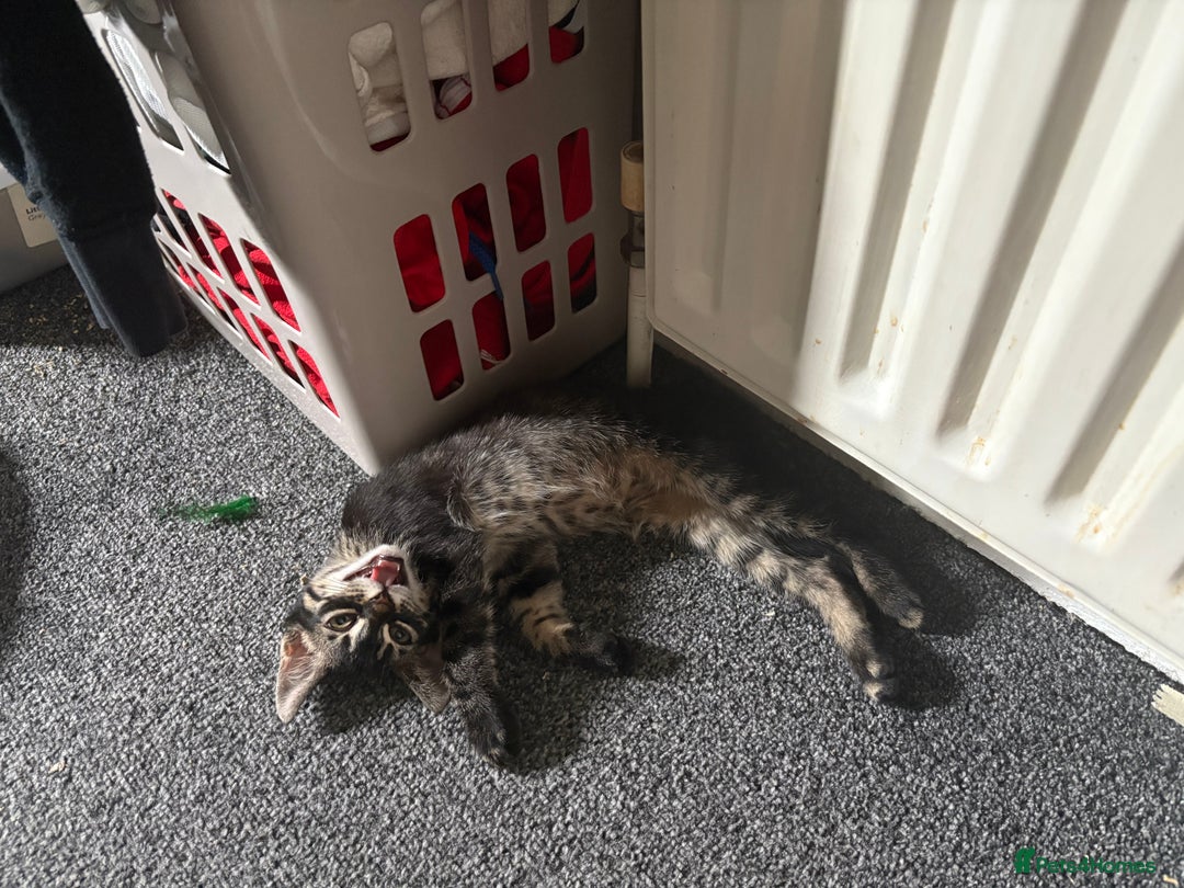 Mixed Breed cats for sale: two bonded kittens for sale £250 for both cats  - Image 3