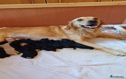Goldendoodle dogs for sale: 3/4Golden 1/4Doodles 😃 black and gold - Image 2