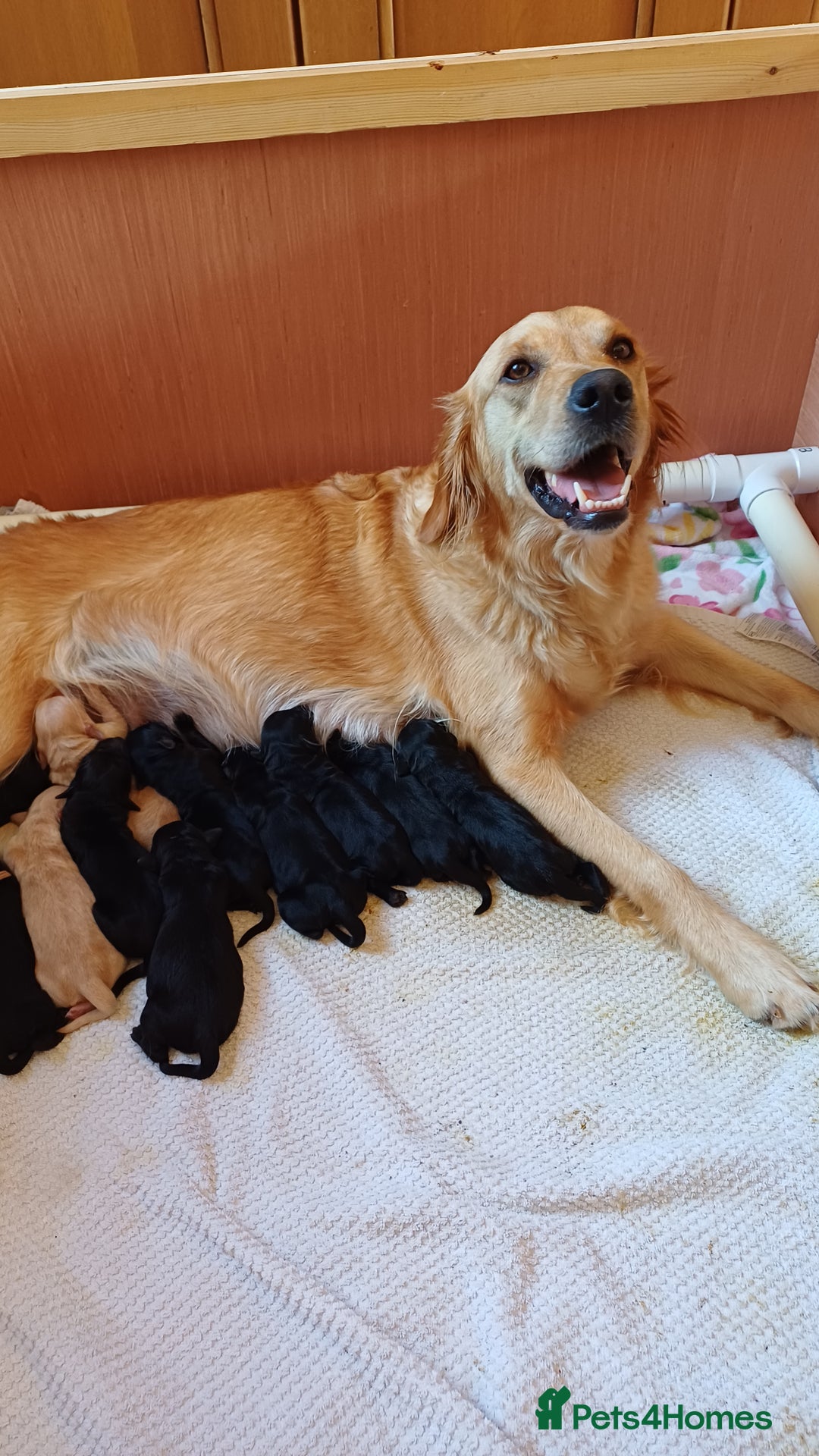 Goldendoodle dogs for sale: 3/4Golden 1/4Doodles 😃 black and gold - Image 2