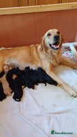Goldendoodle dogs - Advert 8