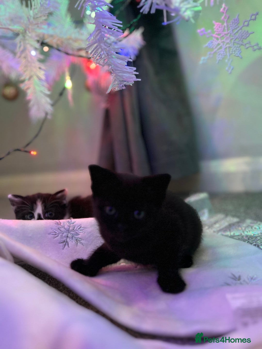 British Shorthair cats for sale: Beautiful British Shorthair Kittens  - Advert 11