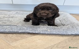 Cocker Spaniel dogs for sale: Show type cocker spaniel  - Image 18