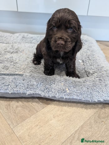 Cocker Spaniel dogs - Advert 1