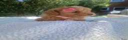 Poochon dogs for sale: Health tested beautiful poochons  - Advert 29