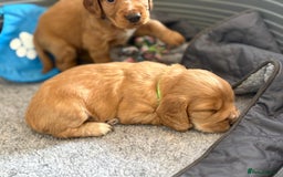 Cocker Spaniel dogs for sale: Kc reg cocker spaniels with 5 weeks insurance  - Advert 33