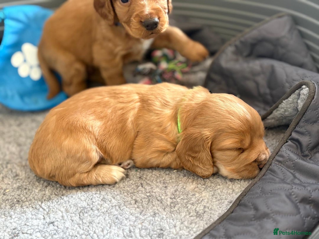 Cocker Spaniel dogs for sale: Kc reg cocker spaniels with 5 weeks insurance  - Advert 33