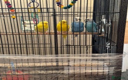 Budgerigars birds for sale: Budgies - Image 3
