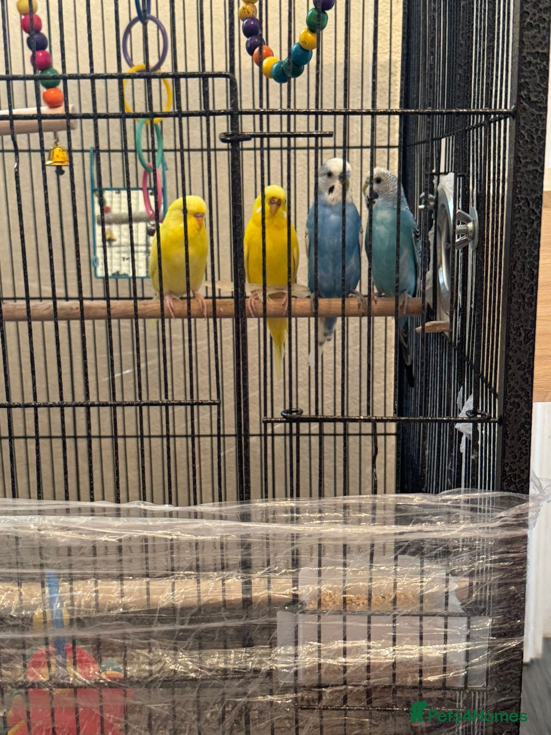 Budgerigars birds for sale: Budgies - Image 3