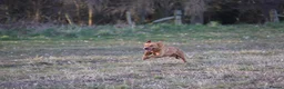 Labrador Retriever dogs for sale: KC Reg Labrador Retriever Puppies  - Advert 14