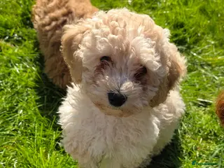 Maltipoo dogs Maltipoo/mini toy poodle - Advert 1