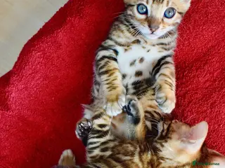 Bengal cats Beautiful Bengal kittens - Advert 2
