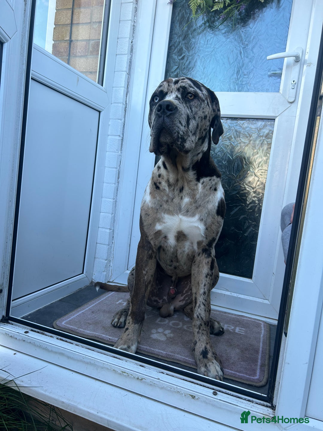 Mastiff dogs for sale: Merle mastiff  - Image 5