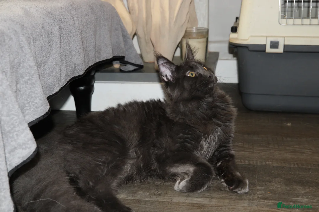 Maine Coon cats for sale:  Maine Coon Kittens Looking for Loving Homes 🐾 - Advert 5