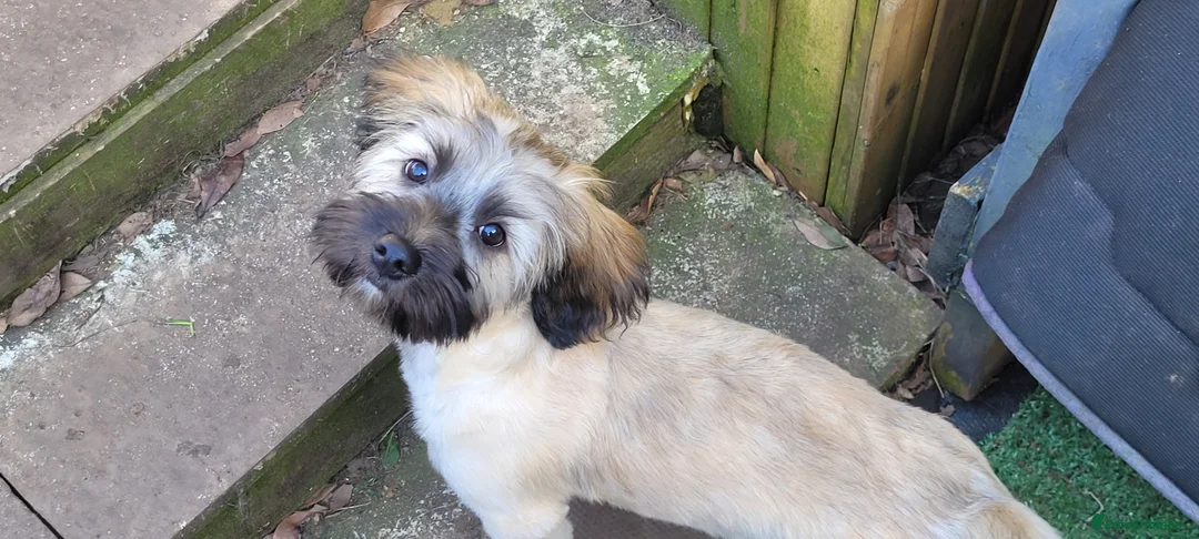 Mixed Breed dogs for sale: Mixed breed bichon and border terrier - Advert 8