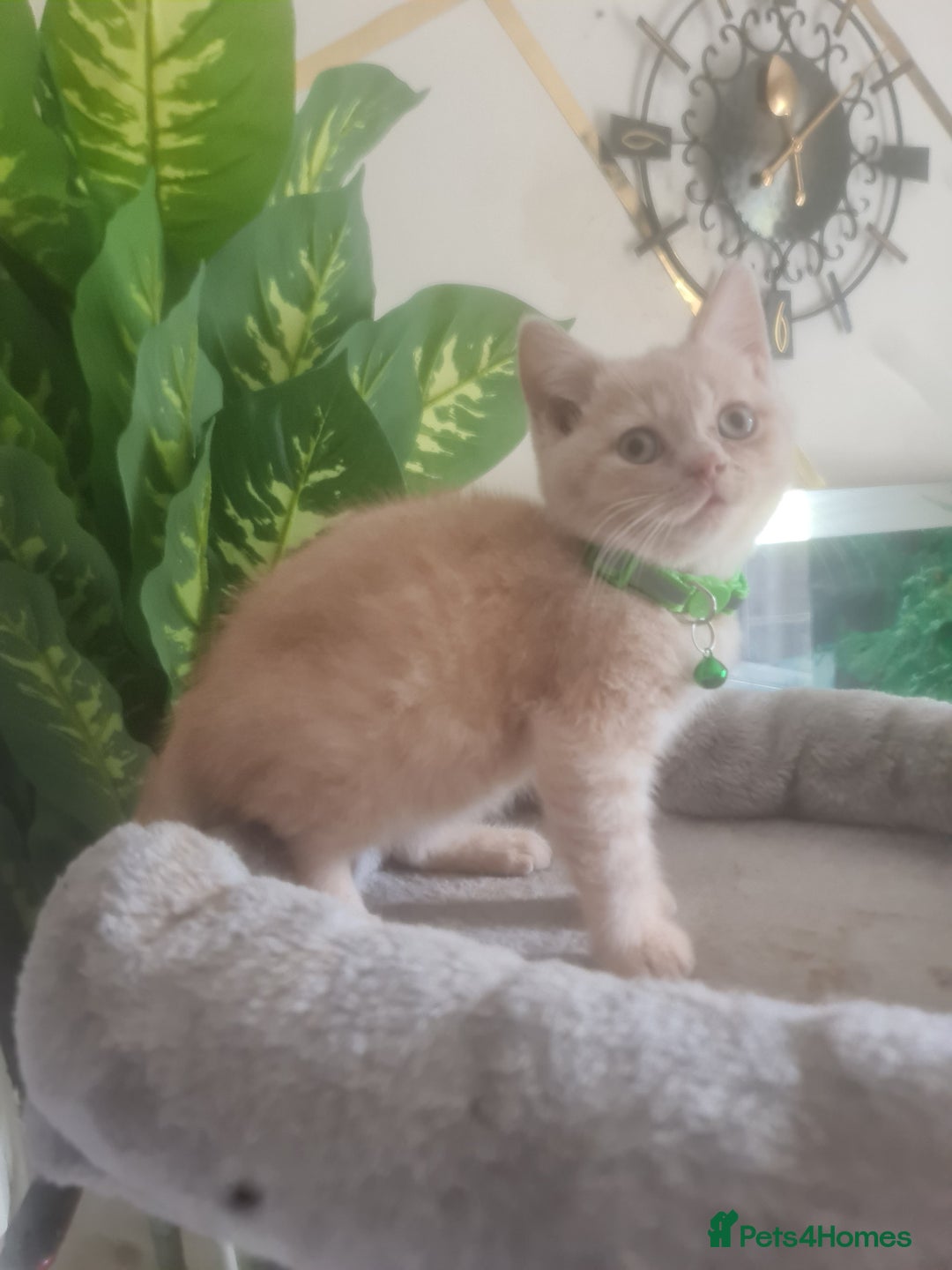 British Shorthair cats for sale: Adorable kittens  4 sweet home - Image 12