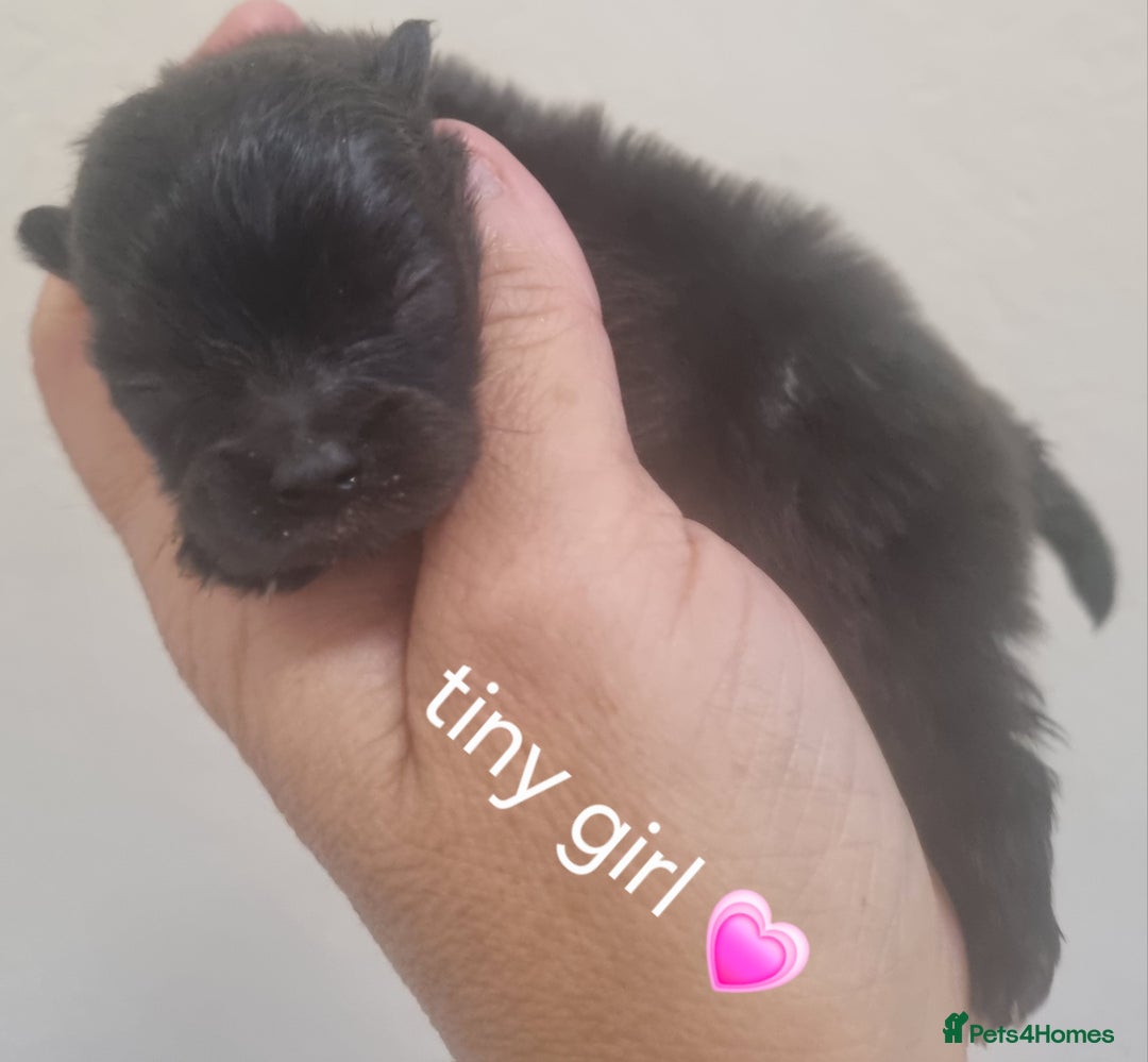 Pomeranian dogs for sale: Beautiful litter teddy bear poms  - Image 7