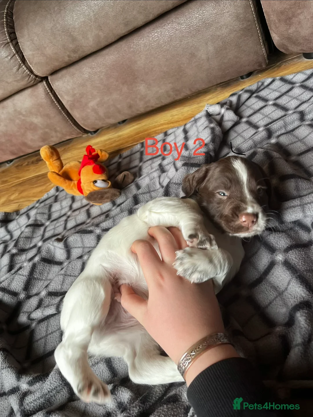 English Springer Spaniel dogs for sale: 5 beautiful English springer spaniel puppies  - Advert 7