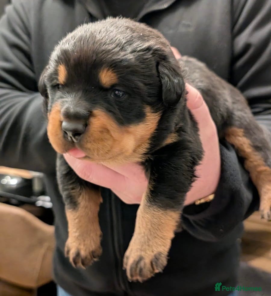 Rottweiler dogs Purebred Rottweiler Puppy – Ready for Loving Home - Advert 12