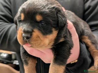 Rottweiler dogs Purebred Rottweiler Puppy – Ready for Loving Home - Advert 12