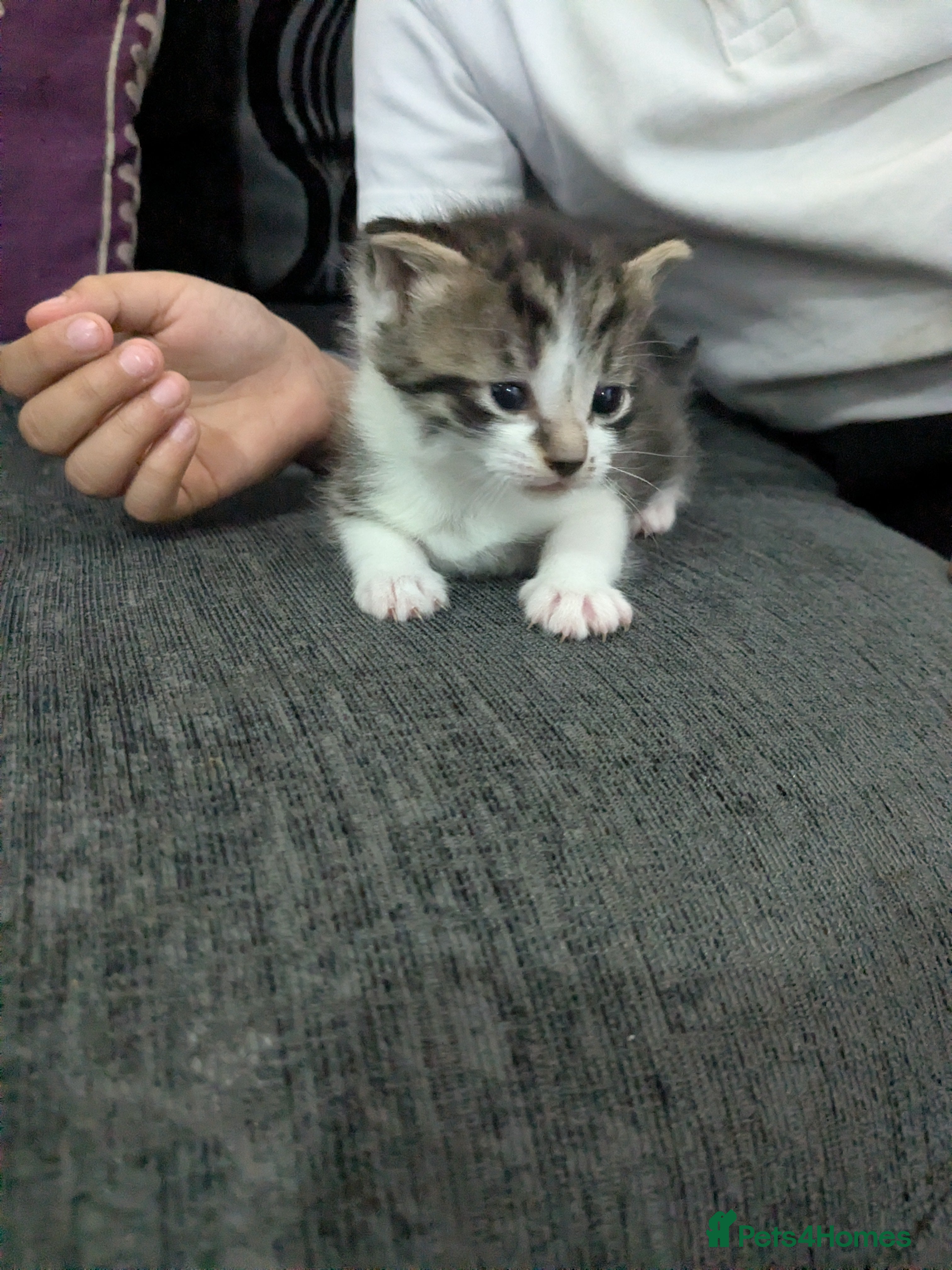 Mixed Breed cats Beautiful kittens looking for a loving home - Advert 6