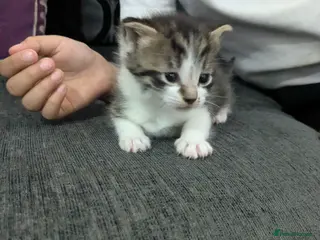 Mixed Breed cats Beautiful kittens looking for a loving home - Advert 4