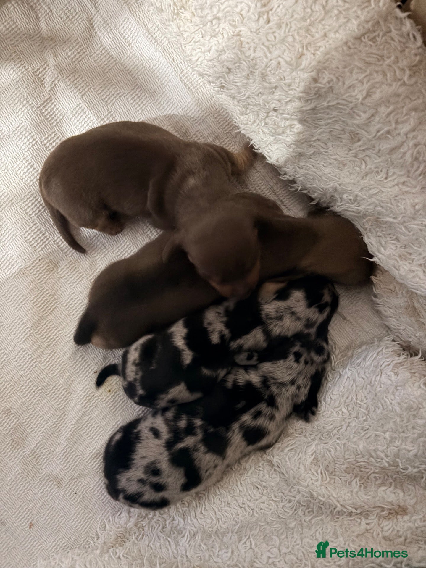 Miniature Dachshund dogs 🤍Exceptional PRA clear KC miniature Daschunds  - Advert 3
