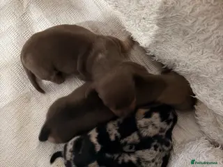 Miniature Dachshund dogs 🤍Exceptional PRA clear KC miniature Daschunds - Advert 3