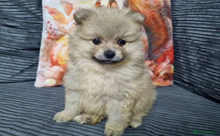Pomeranian dogs - Advert 5