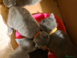 Mixed Breed cats - Advert 37