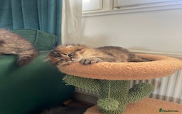Scottish Fold cats for sale: Scottish Fold Long Hair Kittens/ 2 female 2 boy - Image 22