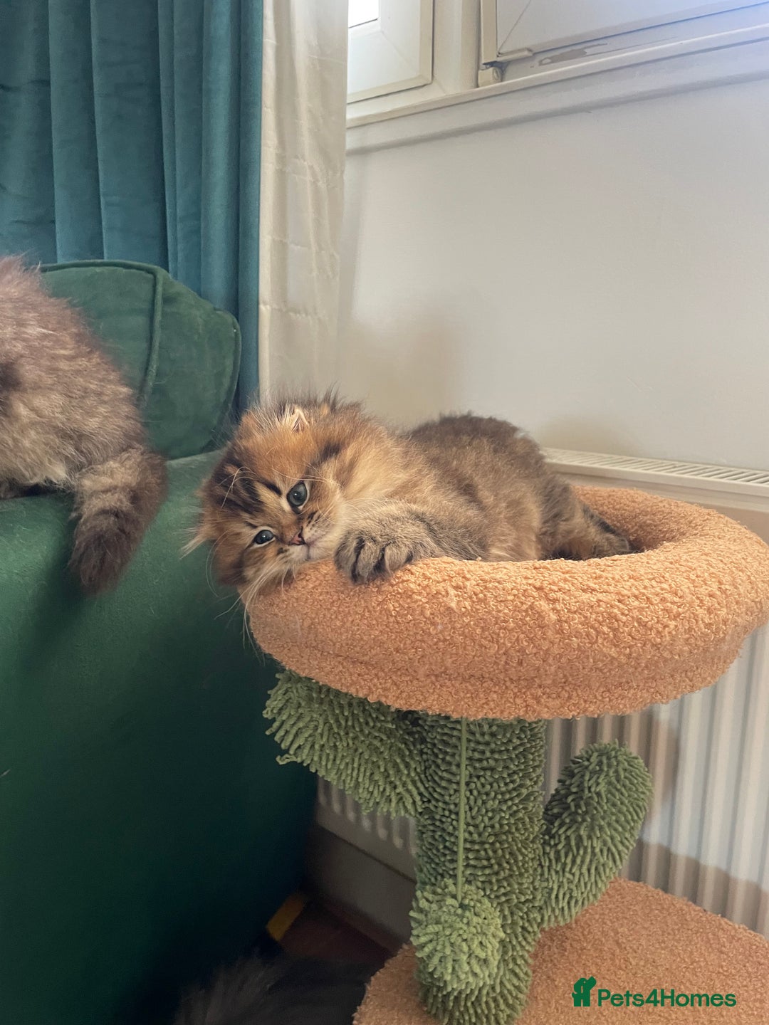 Scottish Fold cats for sale: Scottish Fold Long Hair Kittens/ 2 female 2 boy - Image 22