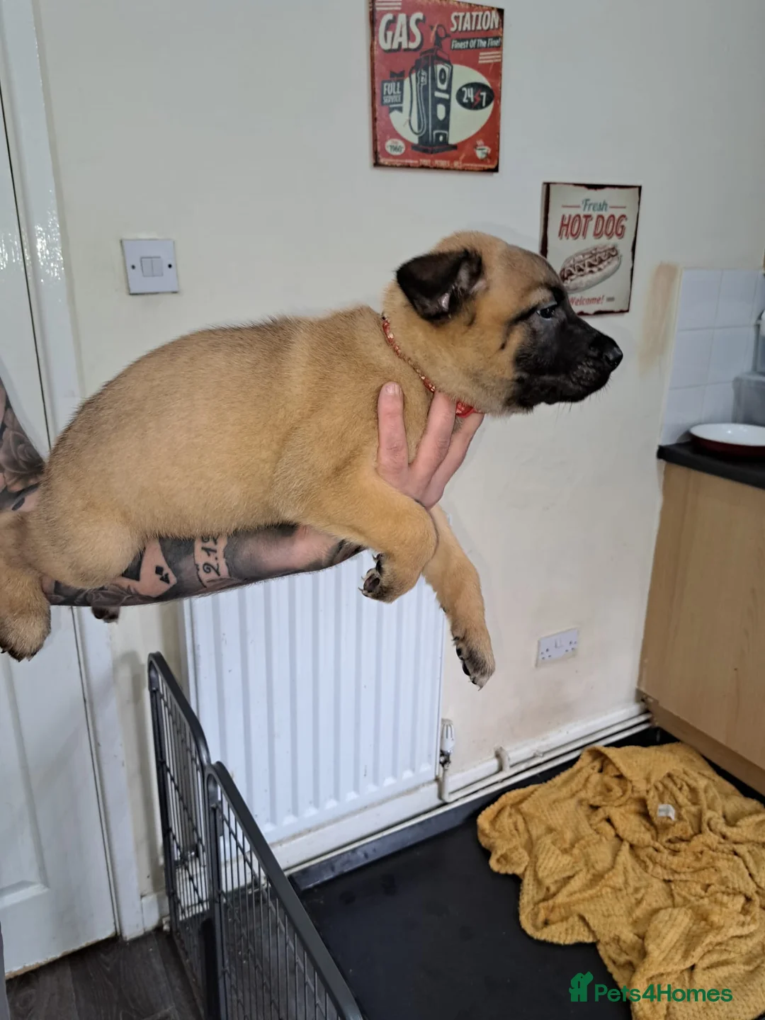 Belgian Shepherd Dog dogs for sale: Belgium Shepard x Dutch Shepard  - Advert 2